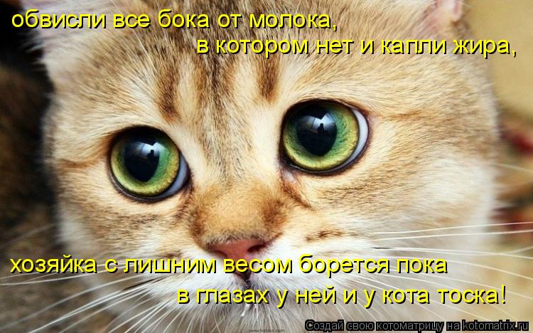 обвисли все бока от молока, в котором нет и капли жира, в глазах у ней и у кота тоска! хозяйка с лишн... Котоматрица: обвисли все бока от молока, в котором нет и капли жира, в глазах у ней и у кота тоска! хозяйка с лишним весом борется пока