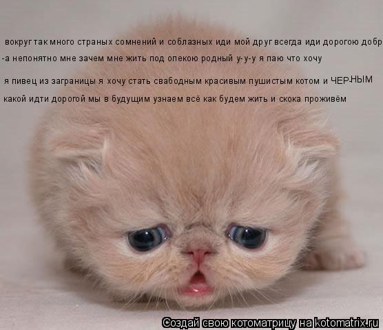вокруг так много страных сомнений и соблазных иди мой друг всегда иди дорогою добра -а непонятно мне ... Котоматрица: вокруг так много страных сомнений и соблазных иди мой друг всегда иди дорогою добра -а непонятно мне зачем мне жить под опекою родный у-у-у я