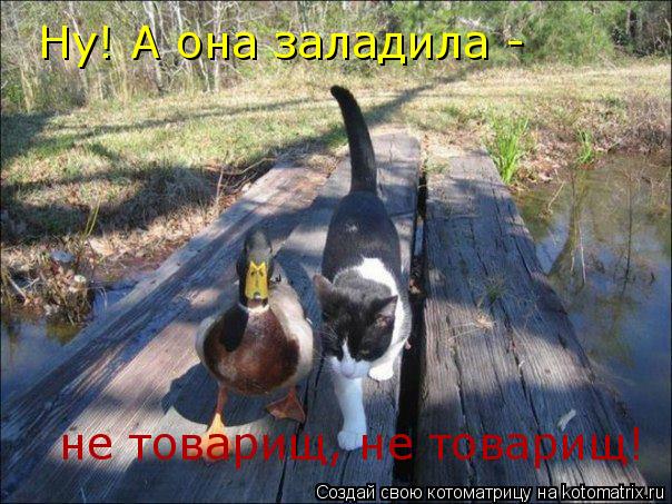 Ну! А она заладила - не товарищ, не товарищ!... Котоматрица: Ну! А она заладила - не товарищ, не товарищ!