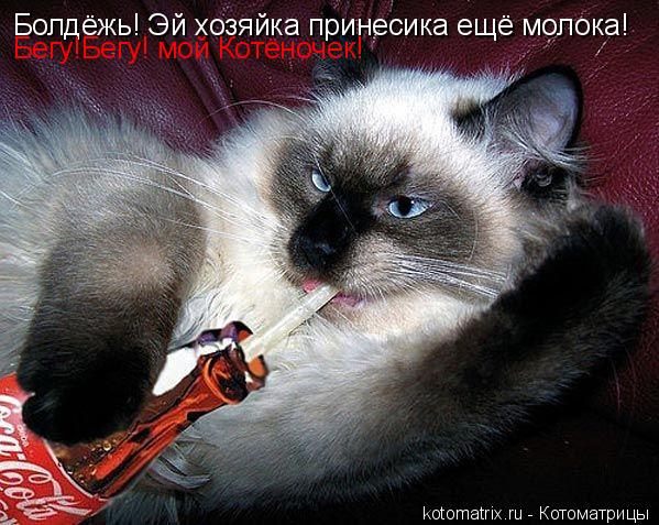 Болдёжь! Эй хозяйка принесика ещё молока! Бегу!Бегу! мой Котёночек!... Котоматрица: Болдёжь! Эй хозяйка принесика ещё молока! Бегу!Бегу! мой Котёночек!