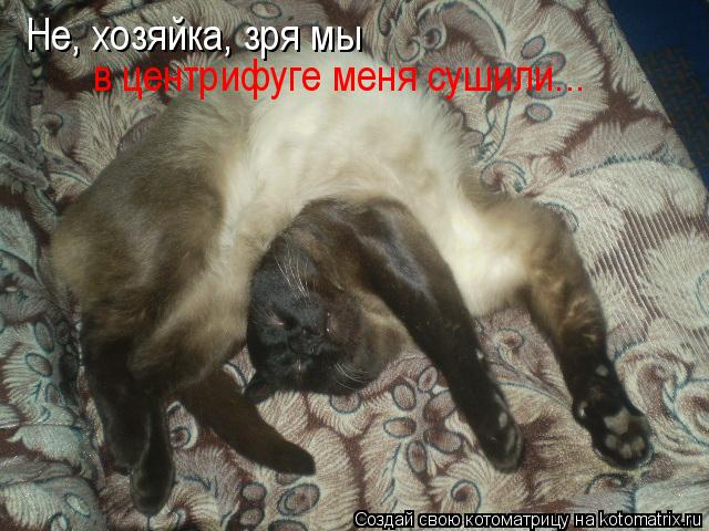 Не, хозяйка, зря мы в центрифуге меня сушили...... Котоматрица: Не, хозяйка, зря мы в центрифуге меня сушили...