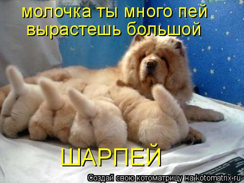 молочка ты много пей вырастешь большой ШАРПЕЙ... Котоматрица: молочка ты много пей вырастешь большой ШАРПЕЙ