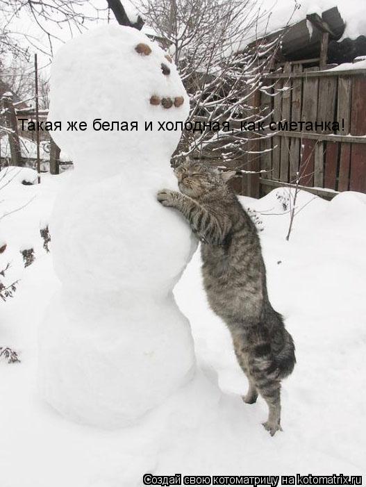 Такая же белая и холодная, как сметанка!... Котоматрица: Такая же белая и холодная, как сметанка!