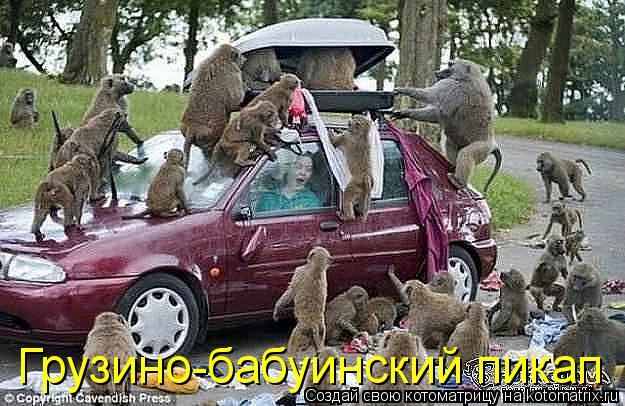 Грузино-бабуинский пикап... Котоматрица: Грузино-бабуинский пикап