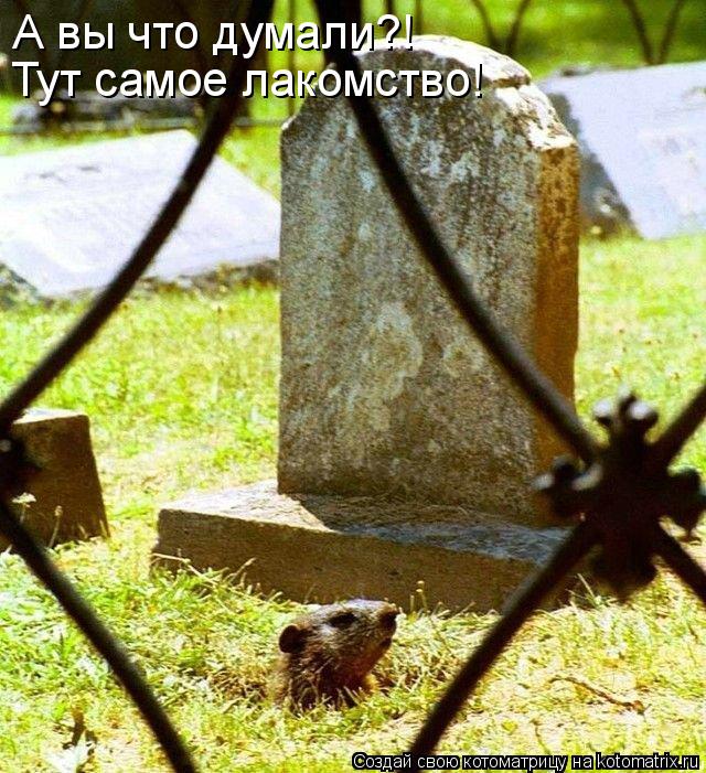 А вы что думали?! Тут самое лакомство!... Котоматрица: А вы что думали?! Тут самое лакомство!