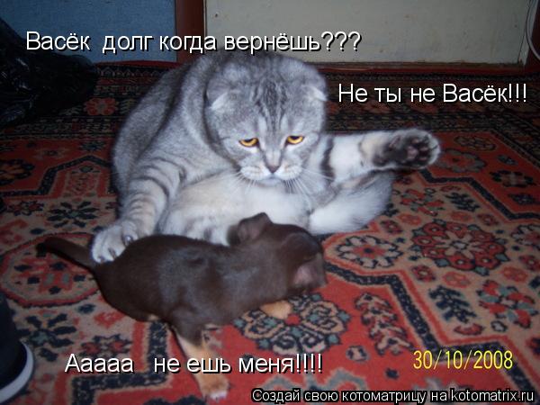Васёк долг когда вернёшь??? Ааааа не ешь меня!!!! Не ты не Васёк!!!... Котоматрица: Васёк долг когда вернёшь??? Ааааа не ешь меня!!!! Не ты не Васёк!!!