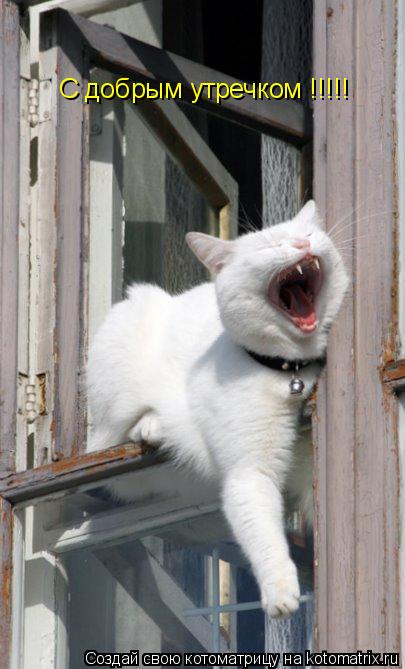 С добрым утречком !!!!!... Котоматрица: С добрым утречком !!!!!