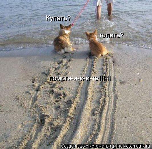 Купать? топить? помоги-и-и-и-те!!!!!!... Котоматрица: Купать? топить? помоги-и-и-и-те!!!!!!