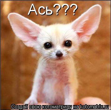 Котоматрица: Ась???