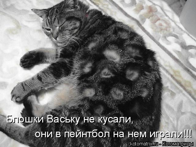 Блошки Ваську не кусали, они в пейнтбол на нем играли!!!... Котоматрица: Блошки Ваську не кусали, они в пейнтбол на нем играли!!!