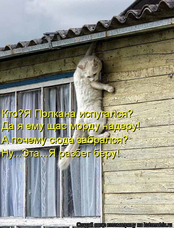 Кто?Я Полкана испугался? Да я ему щас морду надеру! А почему сюда забрался? Ну...Эта...Я разбег беру!... Котоматрица: Кто?Я Полкана испугался? Да я ему щас морду надеру! А почему сюда забрался? Ну...Эта...Я разбег беру!
