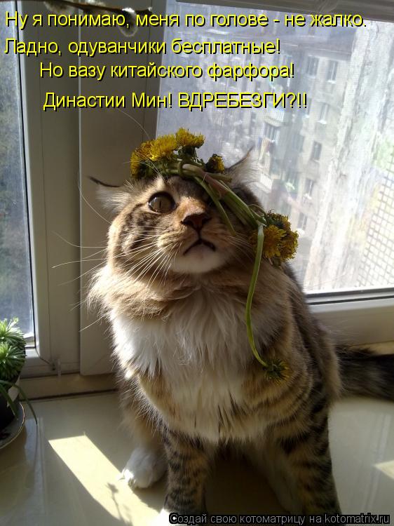 Ну я понимаю, меня по голове - не жалко. Ладно, одуванчики бесплатные! Но вазу китайского фарфора! Д... Котоматрица: Ну я понимаю, меня по голове - не жалко. Ладно, одуванчики бесплатные! Но вазу китайского фарфора! Династии Мин! ВДРЕБЕЗГИ?!!