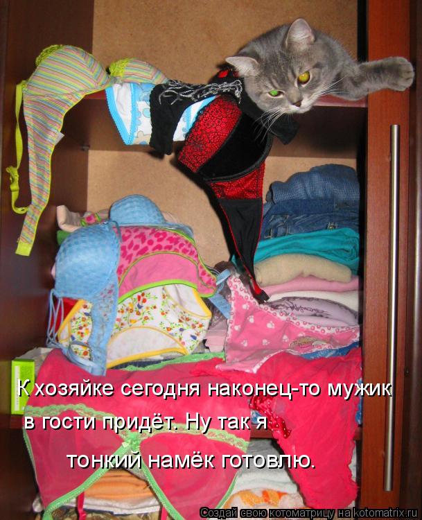 Котоматрица: К хозяйке сегодня наконец-то мужик  в гости придёт. Ну так я  тонкий намёк готовлю.