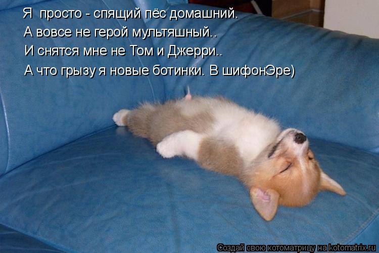 Я просто - спящий пёс домашний. А вовсе не герой мультяшный.. И снятся мне не Том и Джерри.. А что г... Котоматрица: Я просто - спящий пёс домашний. А вовсе не герой мультяшный.. И снятся мне не Том и Джерри.. А что грызу я новые ботинки. В шифонЭре)