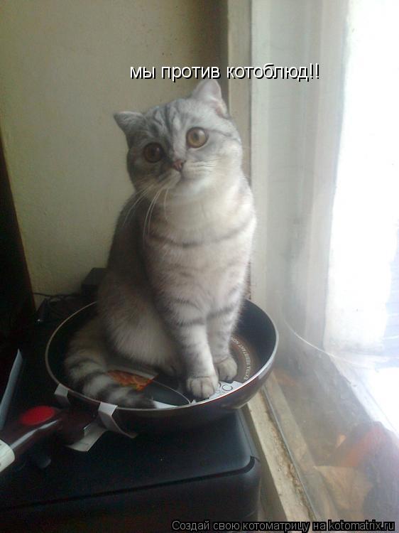 мы против котоблюд!!... Котоматрица: мы против котоблюд!!