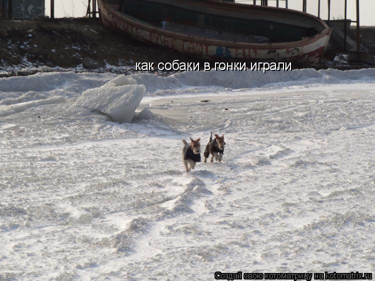 как собаки в гонки играли... Котоматрица: как собаки в гонки играли
