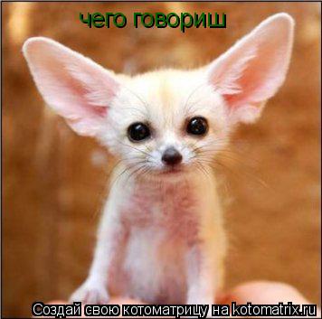 чего говориш... Котоматрица: чего говориш