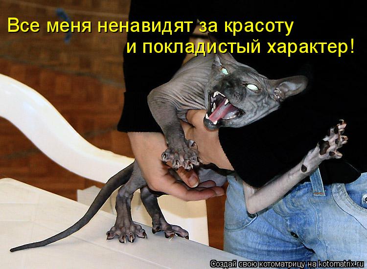 Котоматрица: Все меня ненавидят за красоту  и покладистый характер!