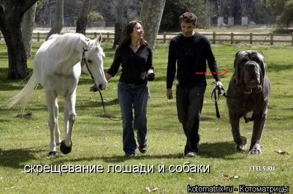 скрещевание лошади и собаки ------>... Котоматрица: скрещевание лошади и собаки ------>