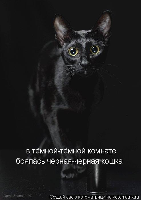 Котоматрица: в тёмной-тёмной комнате боялась чёрная-чёрная кошка