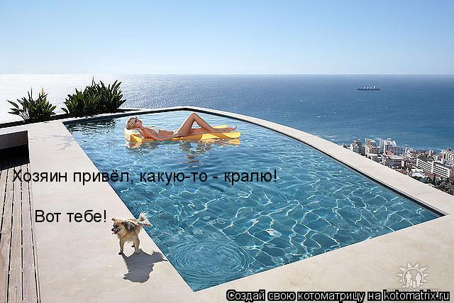 Котоматрица: Хозяин привёл, какую-то - кралю! Вот тебе!