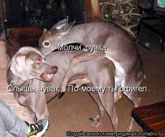 Котоматрица: Слышь, чувак... По-моему ты офигел.. Молчи, сучка