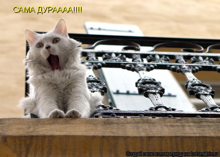Котоматрица: САМА ДУРАААА!!!!