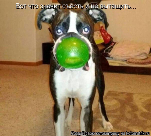 Котоматрица: Вот что значит съесть и не вытащить...