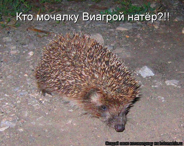 Кто мочалку Виагрой натёр?!!... Котоматрица: Кто мочалку Виагрой натёр?!!