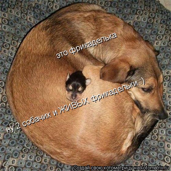 это фрикаделька ну 2 собачих и ЖИВЫХ фрикадельки :)... Котоматрица: это фрикаделька ну 2 собачих и ЖИВЫХ фрикадельки :)