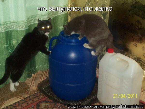 что вылупился,что жалко... Котоматрица: что вылупился,что жалко