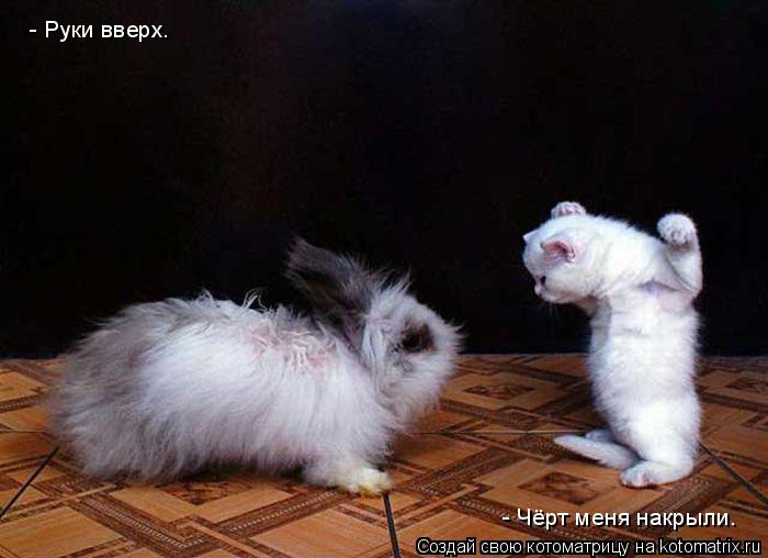 - Чёрт меня накрыли. - Руки вверх.... Котоматрица: - Чёрт меня накрыли. - Руки вверх.