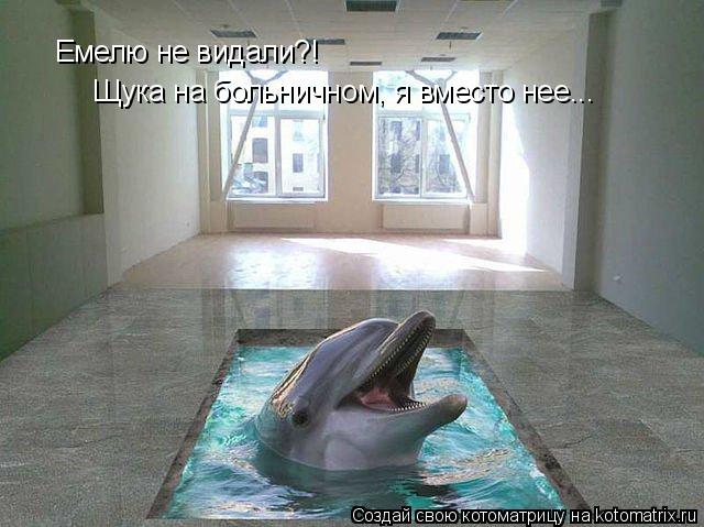 Емелю не видали?! Щука на больничном, я вместо нее...... Котоматрица: Емелю не видали?! Щука на больничном, я вместо нее...