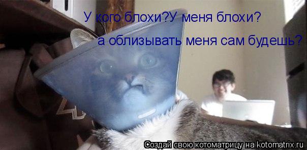 У кого блохи?У меня блохи? а облизывать меня сам будешь?... Котоматрица: У кого блохи?У меня блохи? а облизывать меня сам будешь?