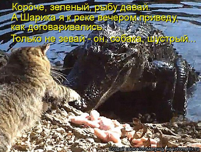 Короче, зеленый, рыбу давай. А Шарика я к реке вечером приведу, как договаривались. Только не зевай ... Котоматрица: Короче, зеленый, рыбу давай. А Шарика я к реке вечером приведу, как договаривались. Только не зевай - он, собака, шустрый...