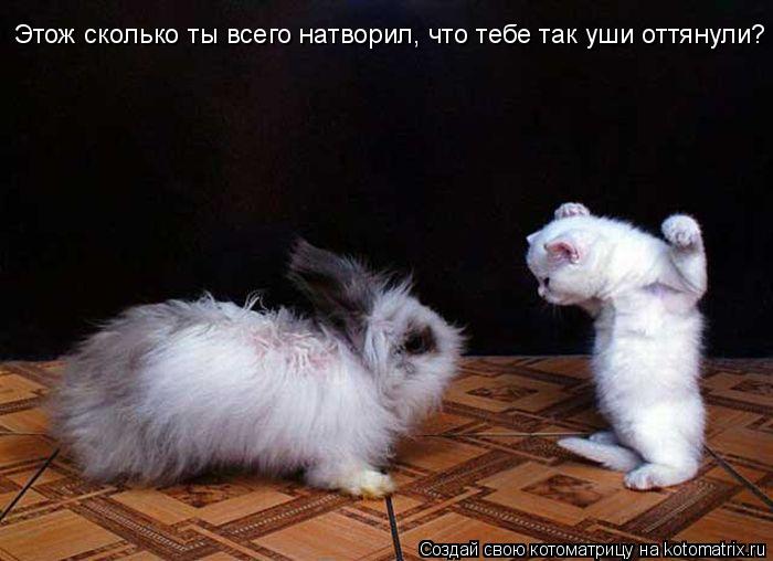 Этож сколько ты всего натворил, что тебе так уши оттянули?... Котоматрица: Этож сколько ты всего натворил, что тебе так уши оттянули?
