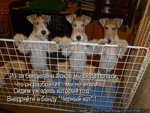Из-за бандюгана Фокса мы сюда попали, Что он разбойник - мы не знали. Сидим уж здесь который год. Вне... Котоматрица: Из-за бандюгана Фокса мы сюда попали, Что он разбойник - мы не знали. Сидим уж здесь который год. Внедряйте в банду "Черный кот" !