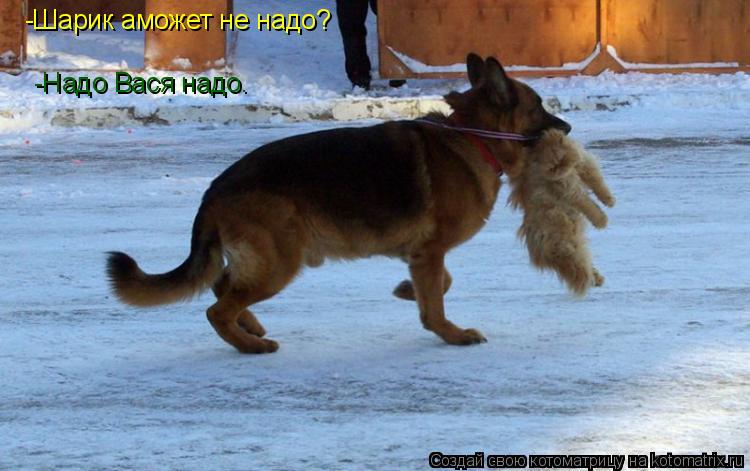 -Шарик аможет не надо? -Надо Вася надо.... Котоматрица: -Шарик аможет не надо? -Надо Вася надо.