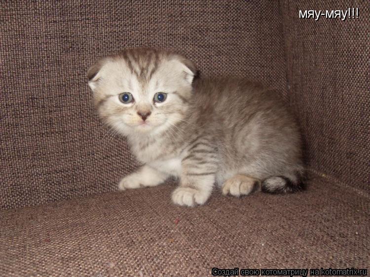 мяу-мяу!!!... Котоматрица: мяу-мяу!!!