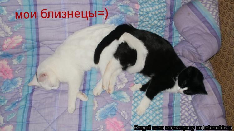 мои близнецы=) мои близнецы=) мои близнецы=)... Котоматрица: мои близнецы=) мои близнецы=) мои близнецы=)