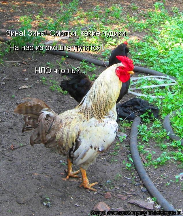 Зина! Зина! Смотри, какие чудики На нас из окошка лупятся! НЛО что ль?...... Котоматрица: Зина! Зина! Смотри, какие чудики На нас из окошка лупятся! НЛО что ль?...