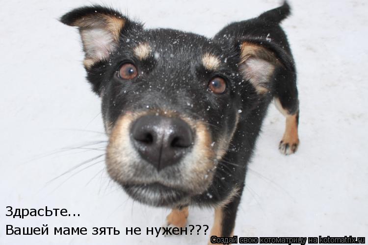 Вашей маме зять не нужен??? ЗдрасЬте...... Котоматрица: Вашей маме зять не нужен??? ЗдрасЬте...