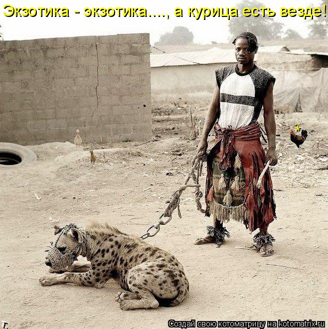 Экзотика - экзотика...., а курица есть везде!!! *... Котоматрица: Экзотика - экзотика...., а курица есть везде!!! *
