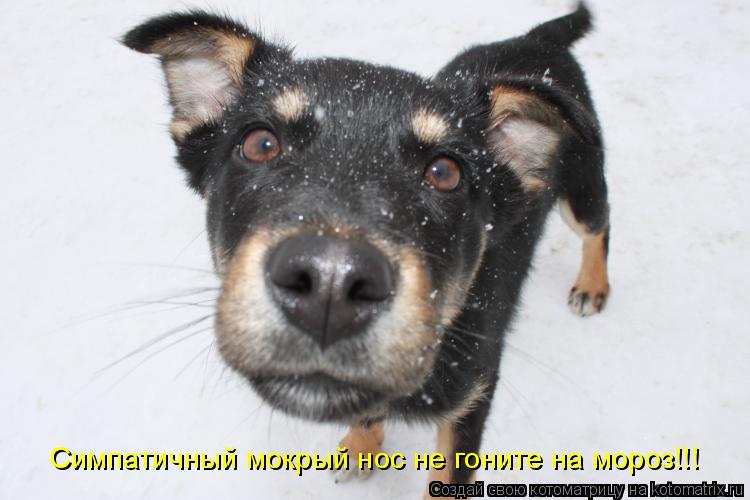 Симпатичный мокрый нос не гоните на мороз!!!... Котоматрица: Симпатичный мокрый нос не гоните на мороз!!!