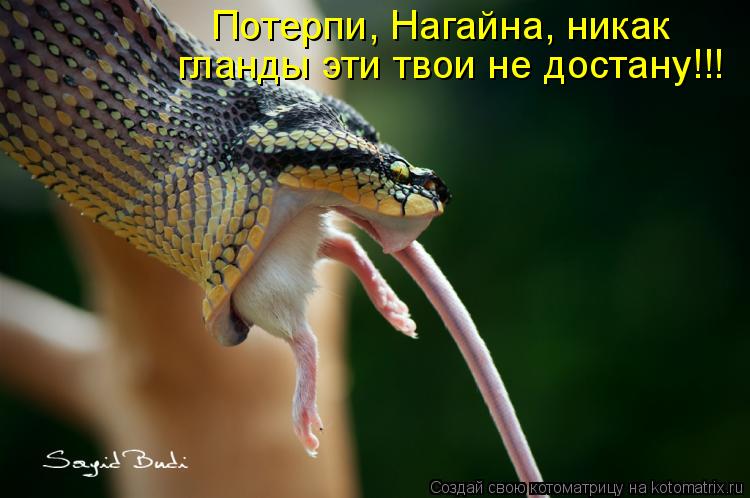 гланды эти твои не достану!!! Потерпи, Нагайна, никак... Котоматрица: гланды эти твои не достану!!! Потерпи, Нагайна, никак