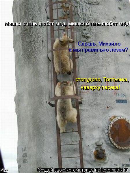 Мишки очень любят мёд, мишки очень любят мёд! Слышь, Михайло, а мы правильно лезем? стопудово, Топты... Котоматрица: Мишки очень любят мёд, мишки очень любят мёд! Слышь, Михайло, а мы правильно лезем? стопудово, Топтыжка, наверху пасека!