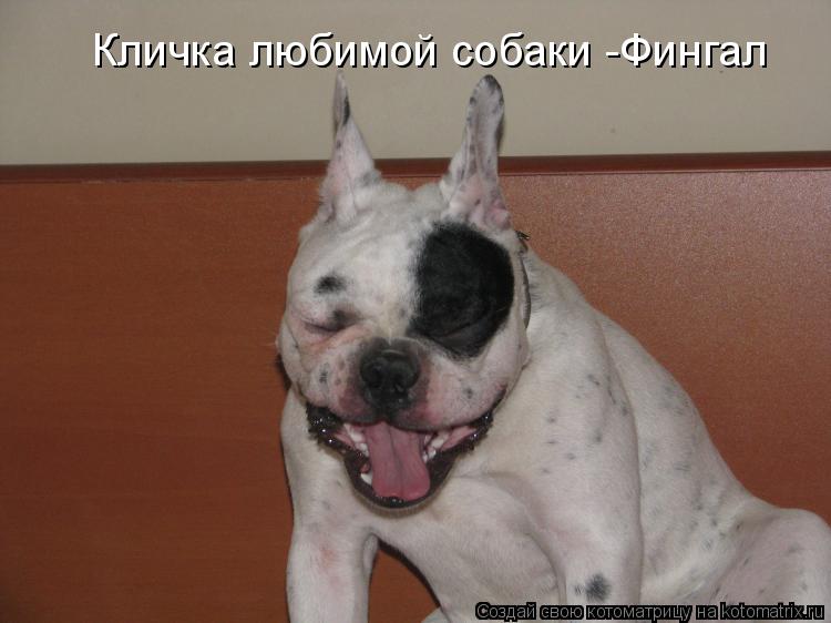 Кличка любимой собаки -Фингал... Котоматрица: Кличка любимой собаки -Фингал