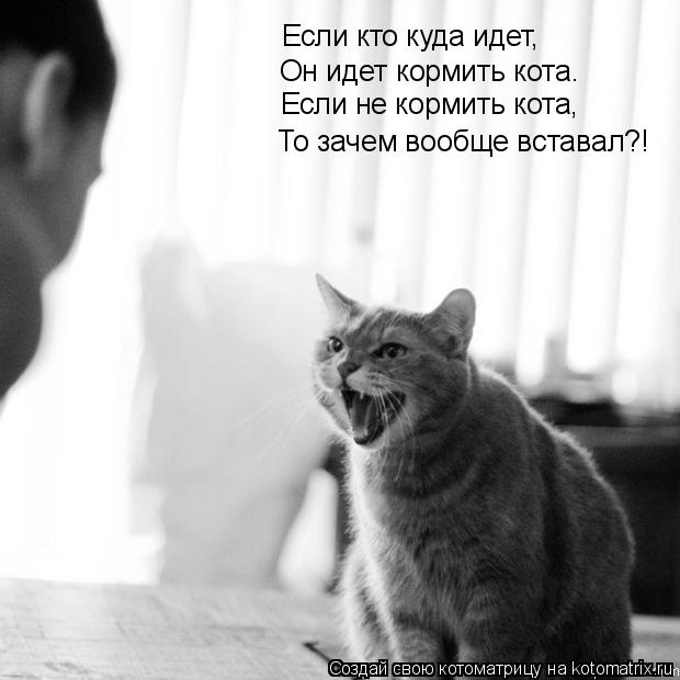 Котоматрица: Если кто куда идет,  Он идет кормить кота. Если не кормить кота, То зачем вообще вставал?!