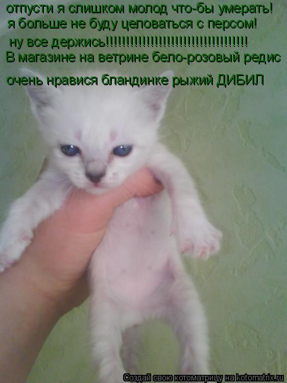 Котоматрица: отпусти я слишком молод что-бы умерать! ну все держись!!!!!!!!!!!!!!!!!!!!!!!!!!!!!!!!!!! я больше не буду целоваться с персом! В магазине на ветрине 