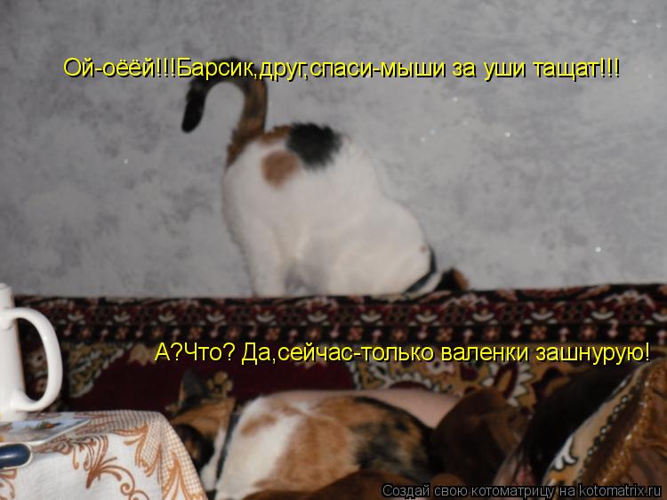 Котоматрица: Ой-оёёй!!!Барсик,друг,спаси-мыши за уши тащат!!! А?Что? Да,сейчас-только валенки зашнурую!